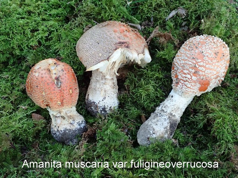 Amanita muscaria var.fuligineoverrucosa-amf2215.jpg - Amanita muscaria var.fuligineoverrucosa ; Nom français: Amanite tue mouches des peupliers et saules